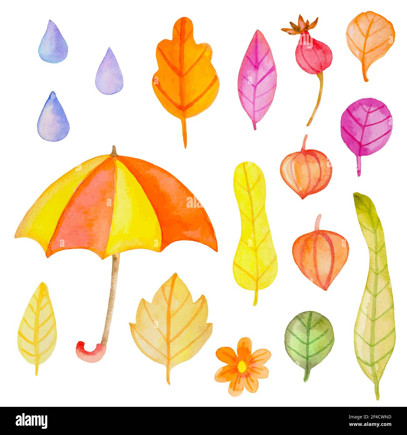 Ensemble d'éléments de conception d'automne aquarelle de vecteur. Les fleurs et les feuilles sur un fond blanc. Illustrations botaniques dessinés à la main, Illustration de Vecteur
