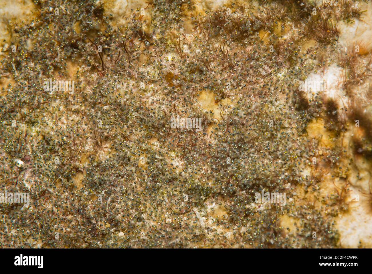 Sergent Major (Abudefduf vaigiensis) les oeufs commencent à haych du récif au large de l'île de Sint Maarten, dans les Caraïbes néerlandaises Banque D'Images