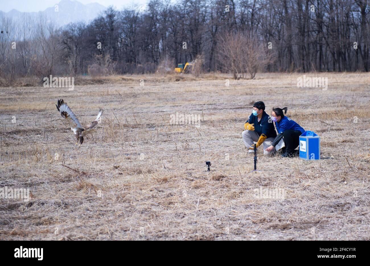 Pékin, Chine. 20 mars 2021. Dai Chang (R) et Zhou Lei, membres du personnel du centre de sauvetage raptor de l'ifaw Beijing, ont libéré un buteo à Beijing, capitale de la Chine, le 20 mars 2021. Deux buteos ont été libérés près du parc des zones humides du lac Yeya, dans le district de Yanqing, à Beijing, après trois mois de récupération au Centre de sauvetage des Raptor de l'ifaw Beijing. AU total, 5,386 rapaces ont été sauvées par le centre de sauvetage de 2001 à la fin de 2020, plus de la moitié d'entre eux ont été libérés dans la nature. Credit: Chen Zhonghao/Xinhua/Alay Live News Banque D'Images