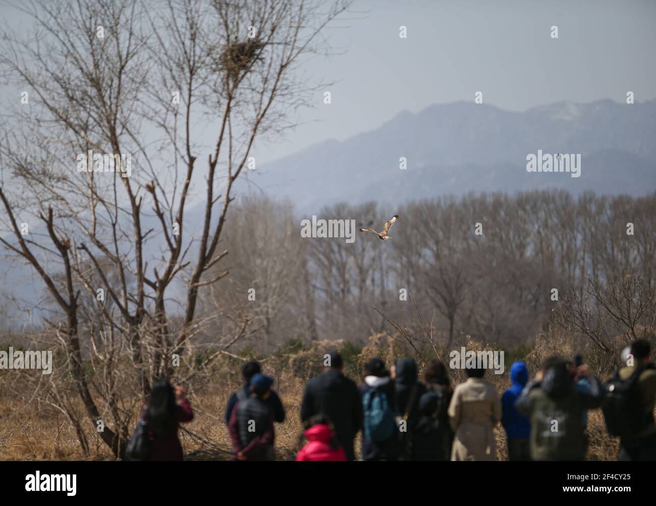 Pékin, Chine. 20 mars 2021. Les gens regardent les buteos libérés à Beijing, capitale de la Chine, le 20 mars 2021. Deux buteos ont été libérés près du parc des zones humides du lac Yeya, dans le district de Yanqing, à Beijing, après trois mois de récupération au Centre de sauvetage des Raptor de l'ifaw Beijing. AU total, 5,386 rapaces ont été sauvées par le centre de sauvetage de 2001 à la fin de 2020, plus de la moitié d'entre eux ont été libérés dans la nature. Credit: Li Jing/Xinhua/Alay Live News Banque D'Images