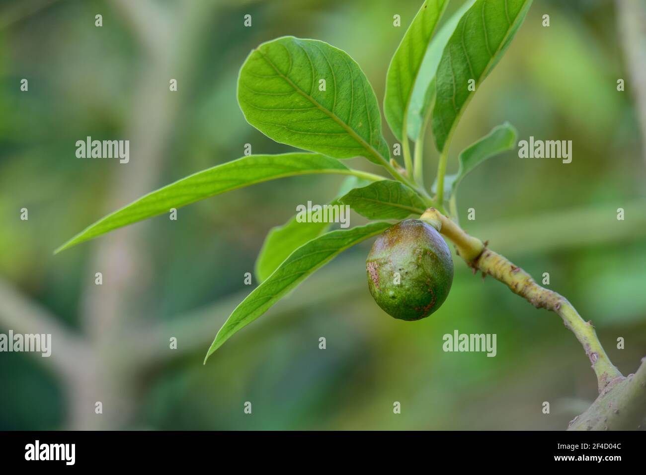 Arbre d'avocat bourgeonnant, fruit de bébé sur l'arbre, ensemble de fruits arbre d'avocat, feuilles vertes, fruit vert, fruits de clôture en Thaïlande Banque D'Images