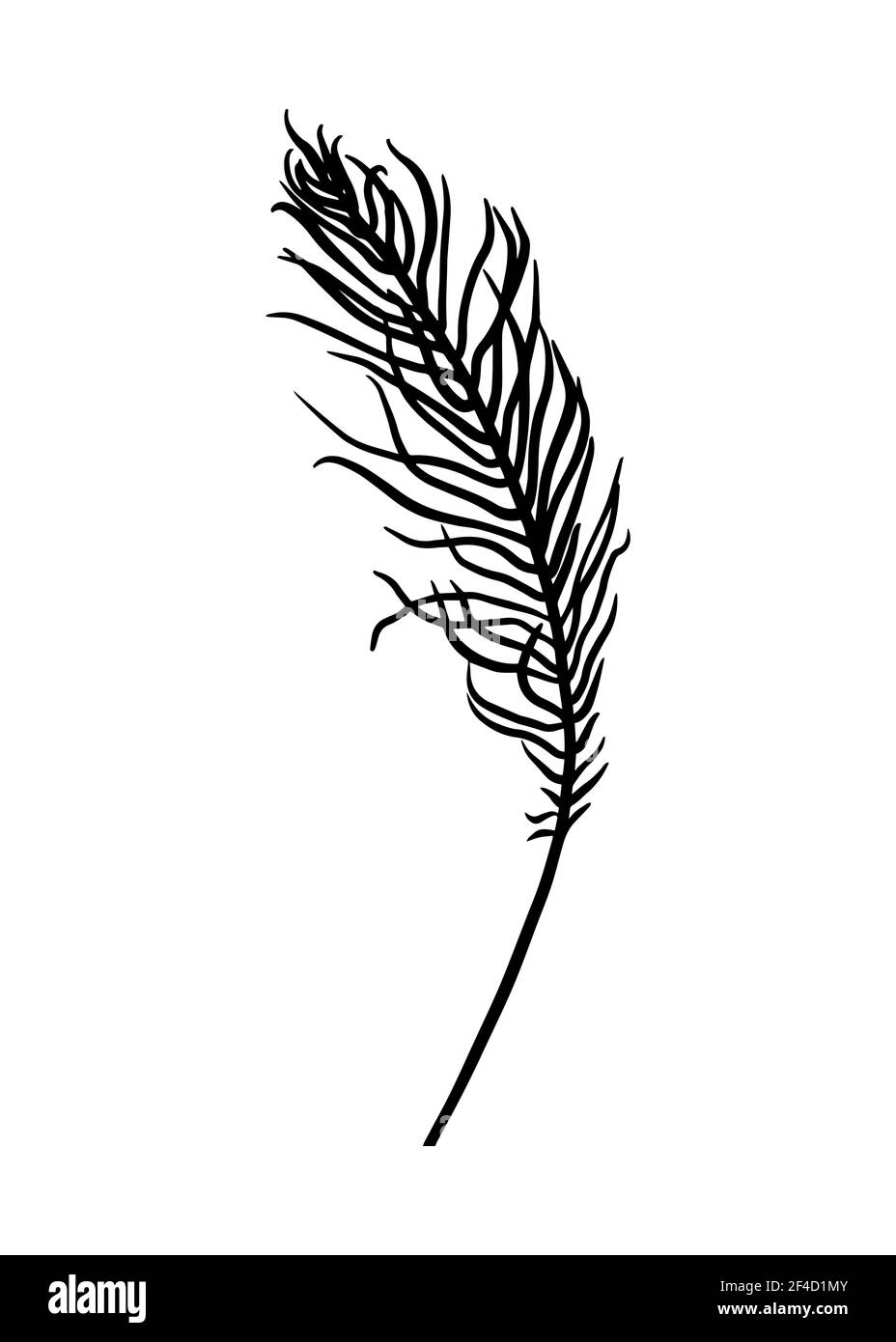 Feuille de fougères isolée sur fond blanc. Tracé de contour à la main. Style Doodle Illustration de Vecteur Feuille de fougères isolée sur fond blanc. Tracé de contour à la main. Style Doodle Illustration de Vecteur