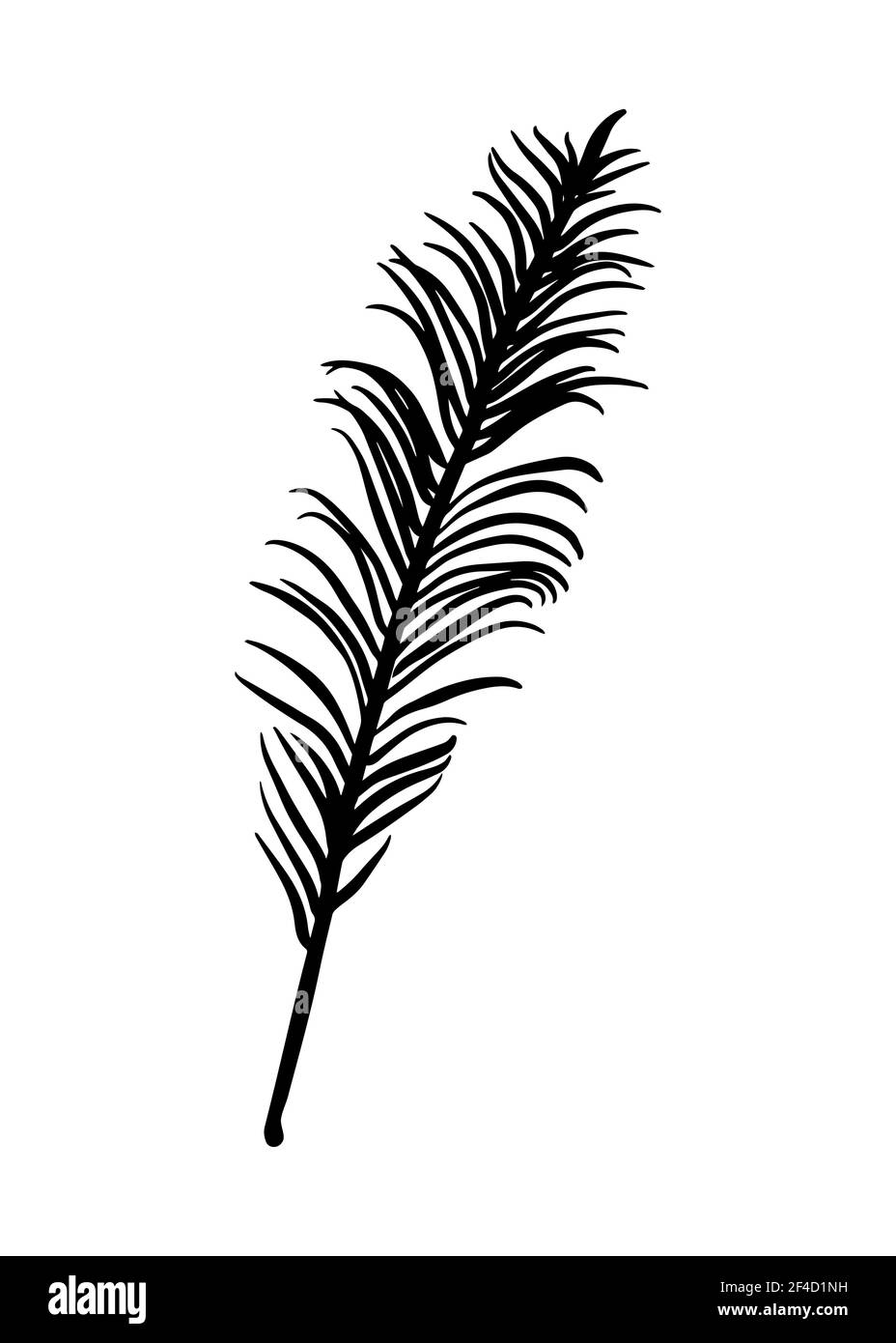 Feuille de fougères isolée sur fond blanc. Tracé de contour à la main. Style Doodle Illustration de Vecteur Feuille de fougères isolée sur fond blanc. Tracé de contour à la main. Style Doodle Illustration de Vecteur