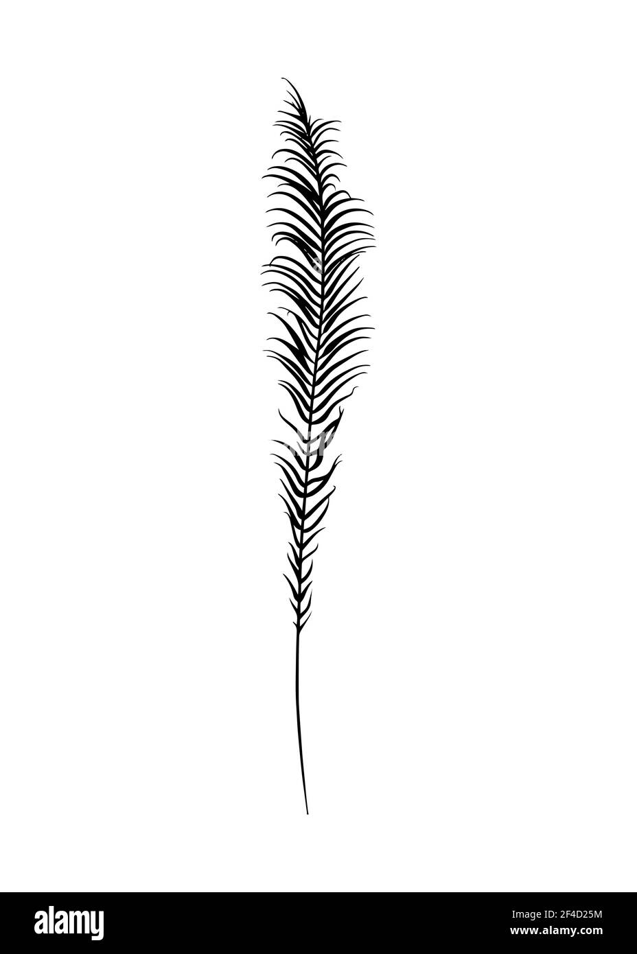 Feuille de fougères isolée sur fond blanc. Tracé de contour à la main. Style Doodle Illustration de Vecteur Feuille de fougères isolée sur fond blanc. Tracé de contour à la main. Style Doodle Illustration de Vecteur