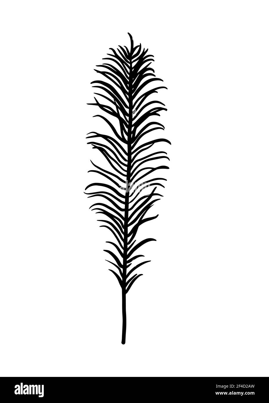 Feuille de fougères isolée sur fond blanc. Tracé de contour à la main. Style Doodle Illustration de Vecteur Feuille de fougères isolée sur fond blanc. Tracé de contour à la main. Style Doodle Illustration de Vecteur