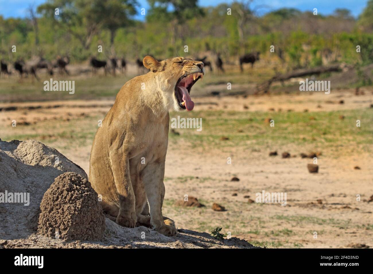 Lionne sur les plaines africaines avec la bouche ouverte bâillonne, sur un fond rempli de jeu Banque D'Images