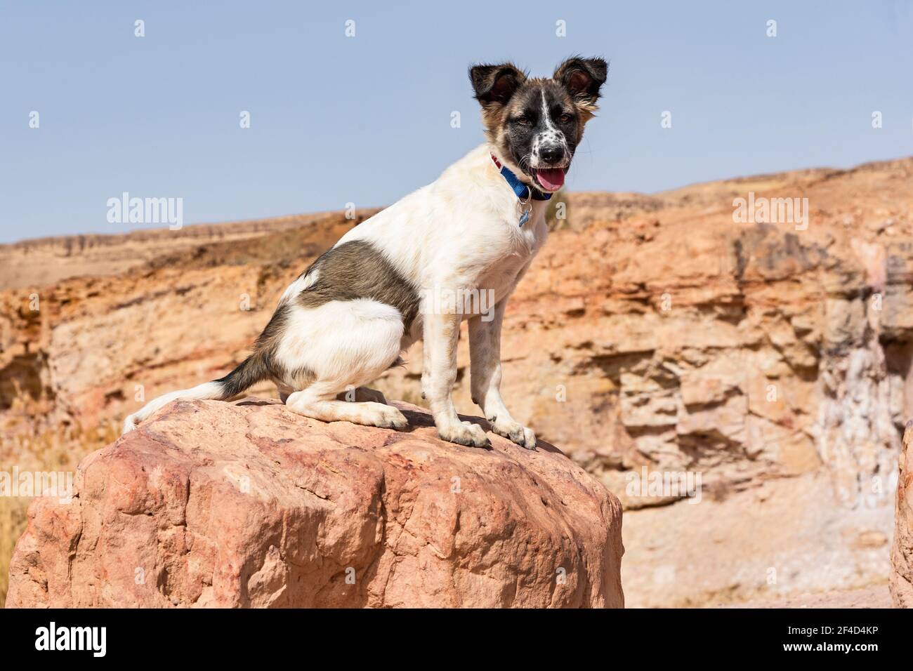 Chien Canaan brun et blanc chiot posé sur un rouge boulder dans le cratère de Makhtesh Ramon en Israël avec un falaise floue et ciel bleu en arrière-plan Banque D'Images