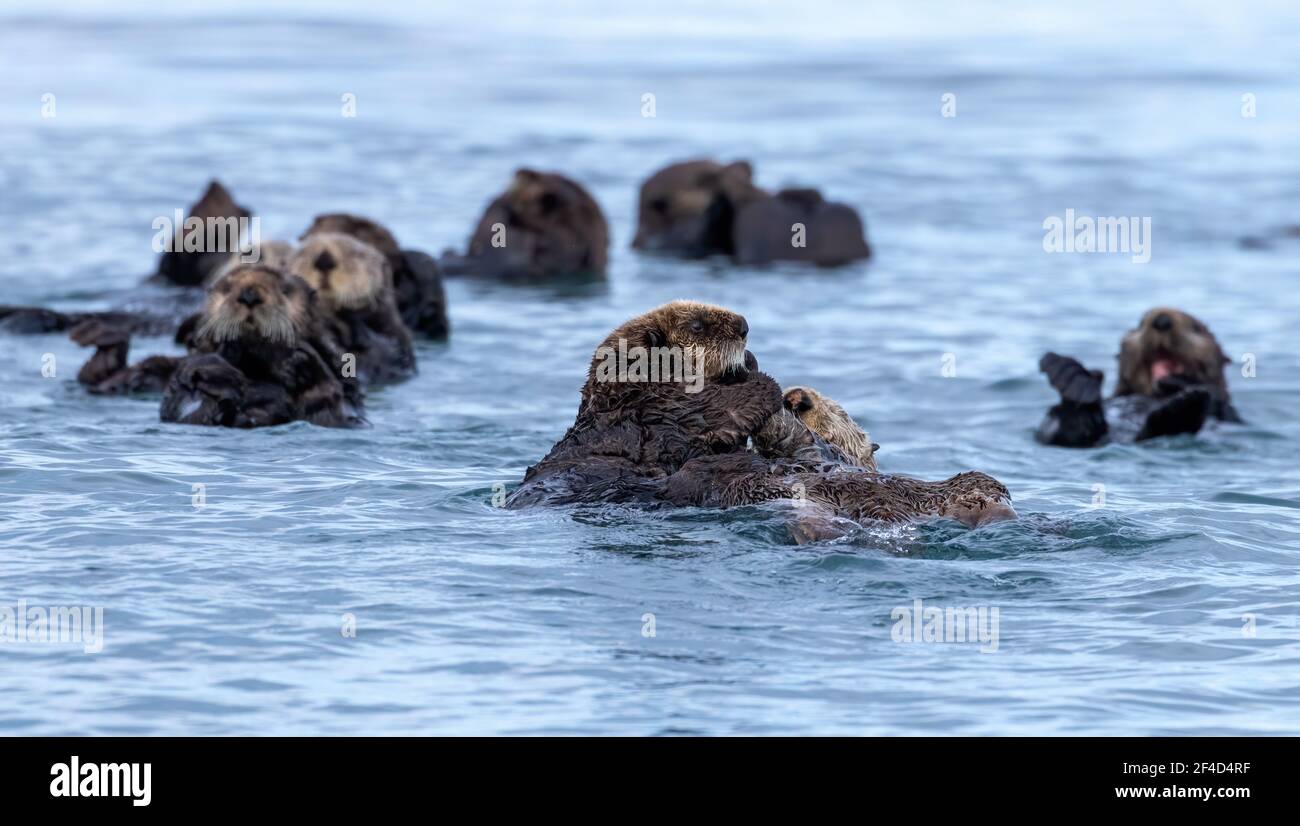 Groupe de loutres de mer et une mère et un pup tenant les mains. Banque D'Images