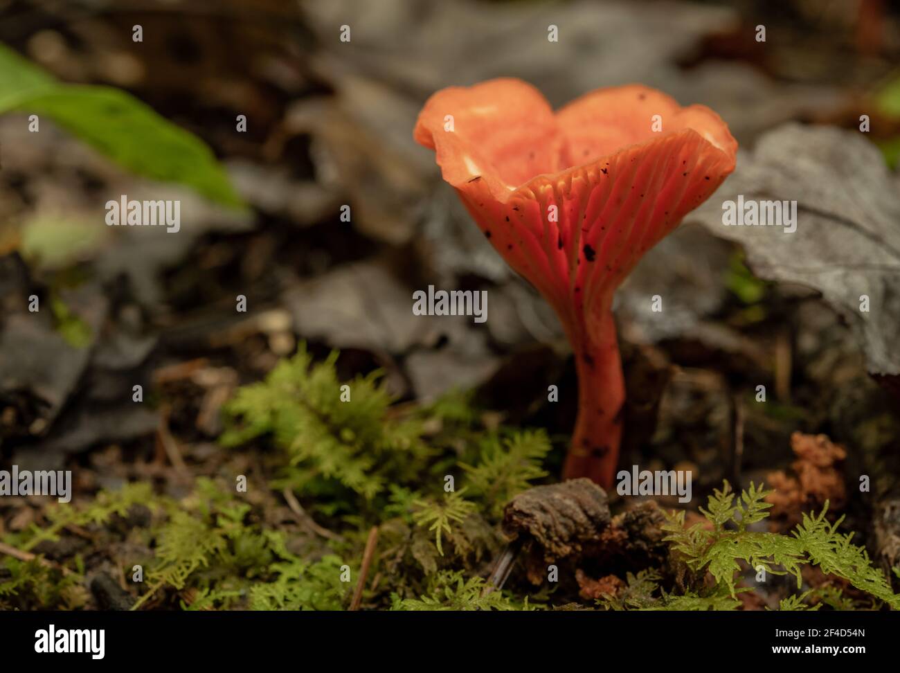 Mushroom orange vif sur le fond de la forêt dans les Smokies Banque D'Images