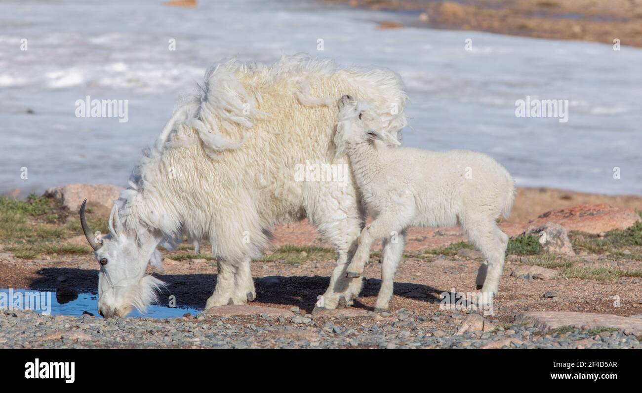 Mère et bébé chèvres de montagne au sommet de la montagne près de la Beartooth Highway dans le Montana. Banque D'Images