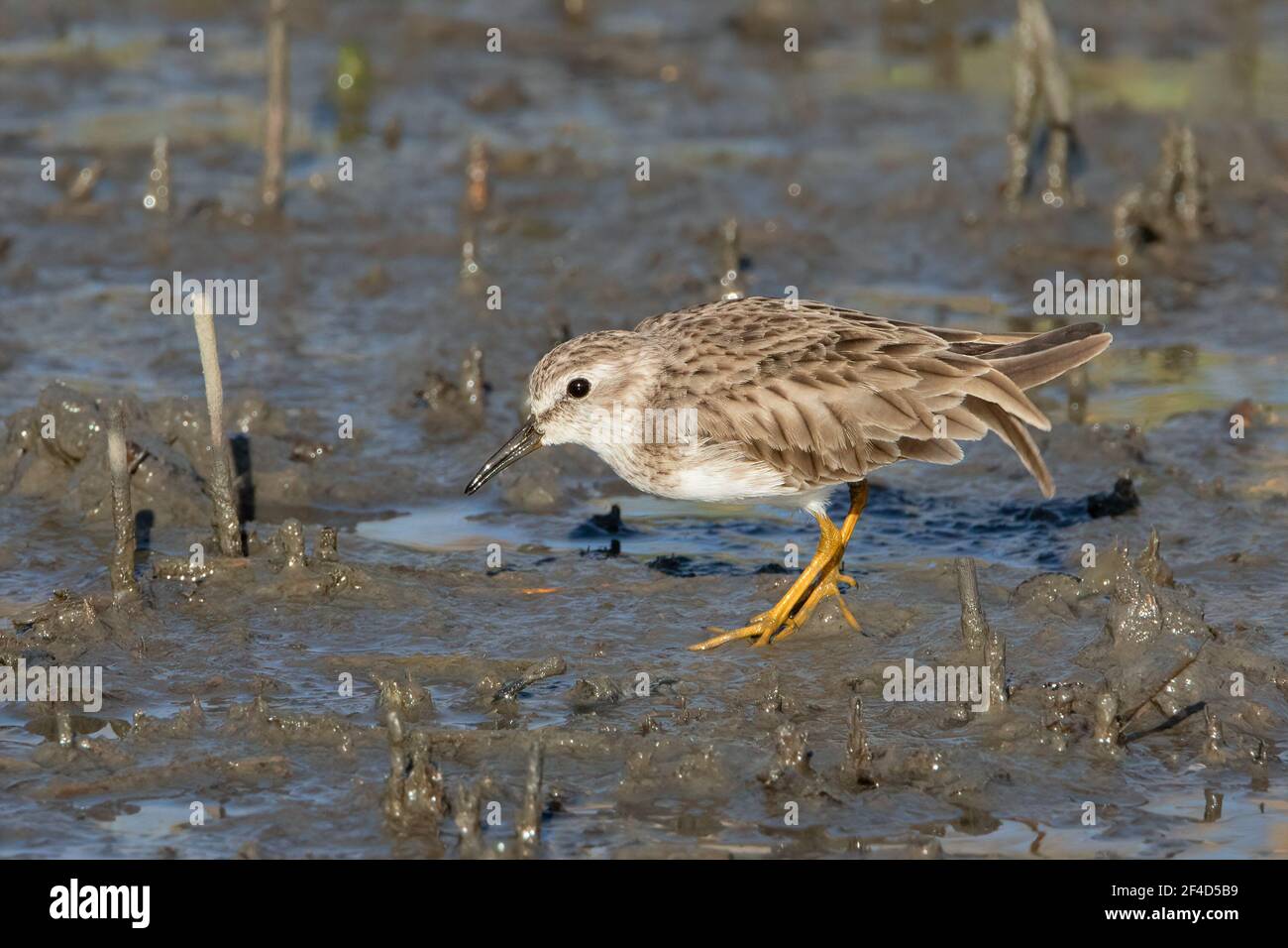 Le moins de sandpiper marchant dans les méplats de boue dans le marais salé. Banque D'Images