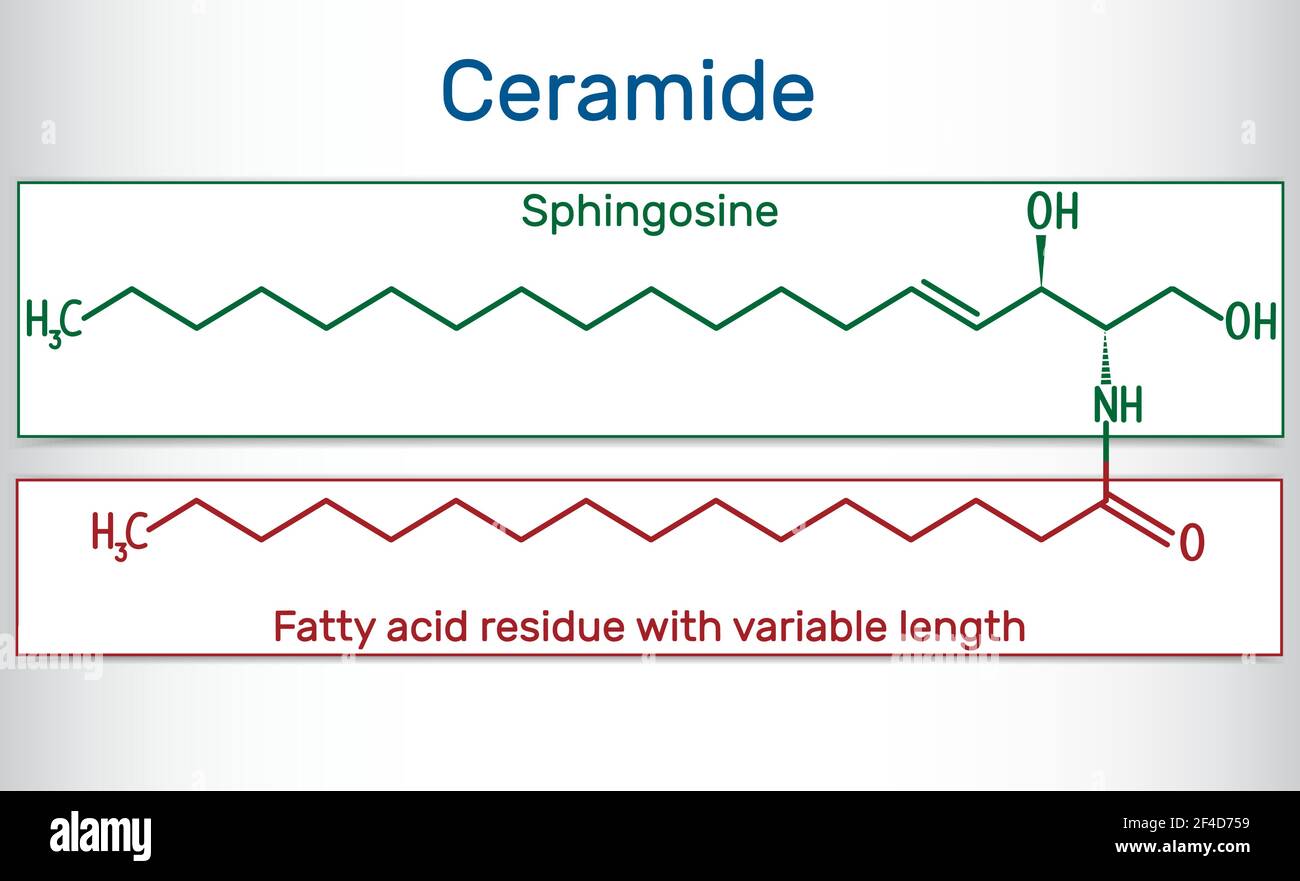 La molécule de céramide est composée de sphingosine et d'un acide gras. Formule chimique structurelle Illustration de Vecteur