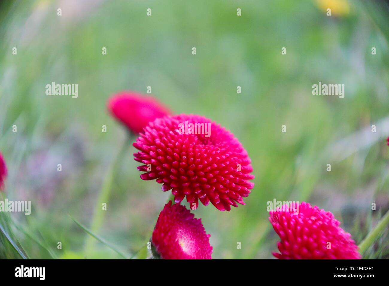 Fleurs roses Banque D'Images