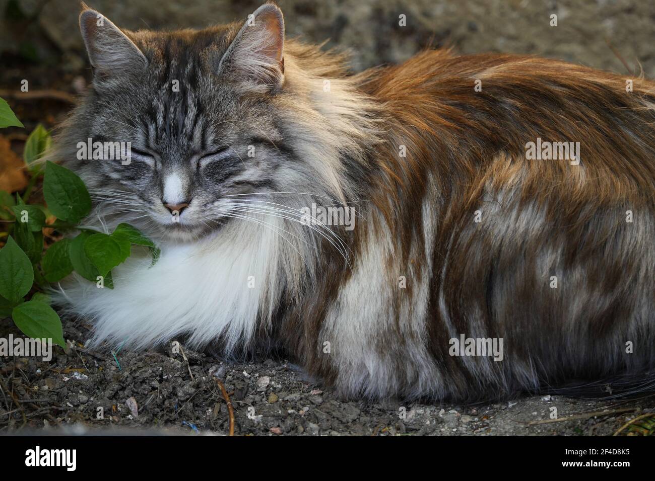 Chat Domestique Europeen Lyon France Photo Stock Alamy