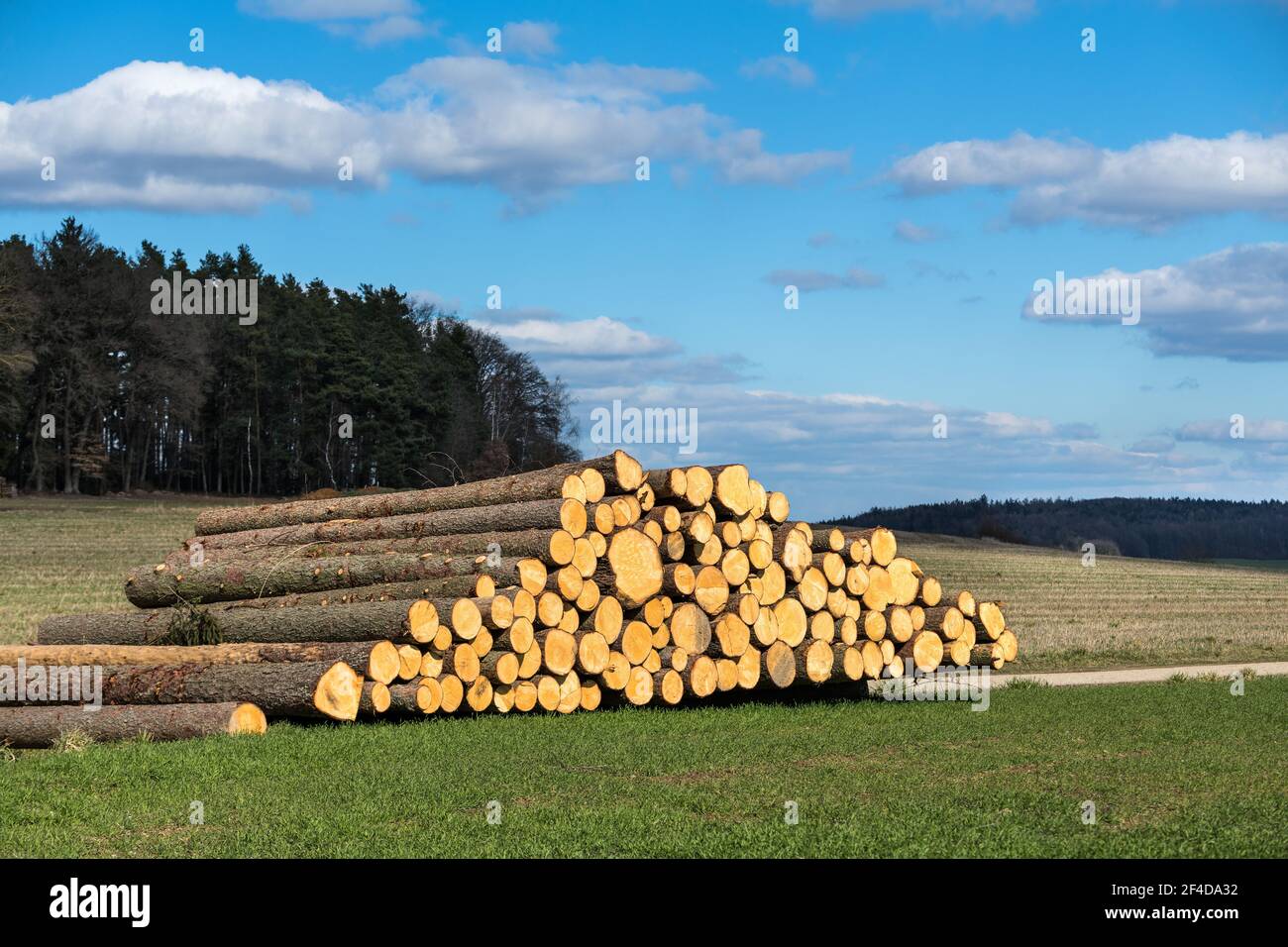 troncs d'arbre fraîchement coupés empilés sur le côté de la route est prête pour la dépose Banque D'Images