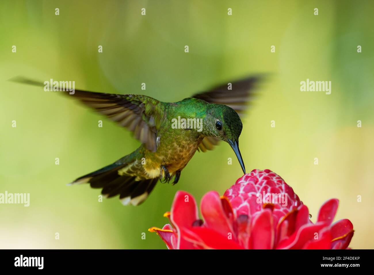 Colibris à crosse squameuse - Phaeochroma cuvierii espèce d'colibri de la famille des Trochilidae, oiseau vert volant et se nourrissant sur le rose rouge Blo Banque D'Images