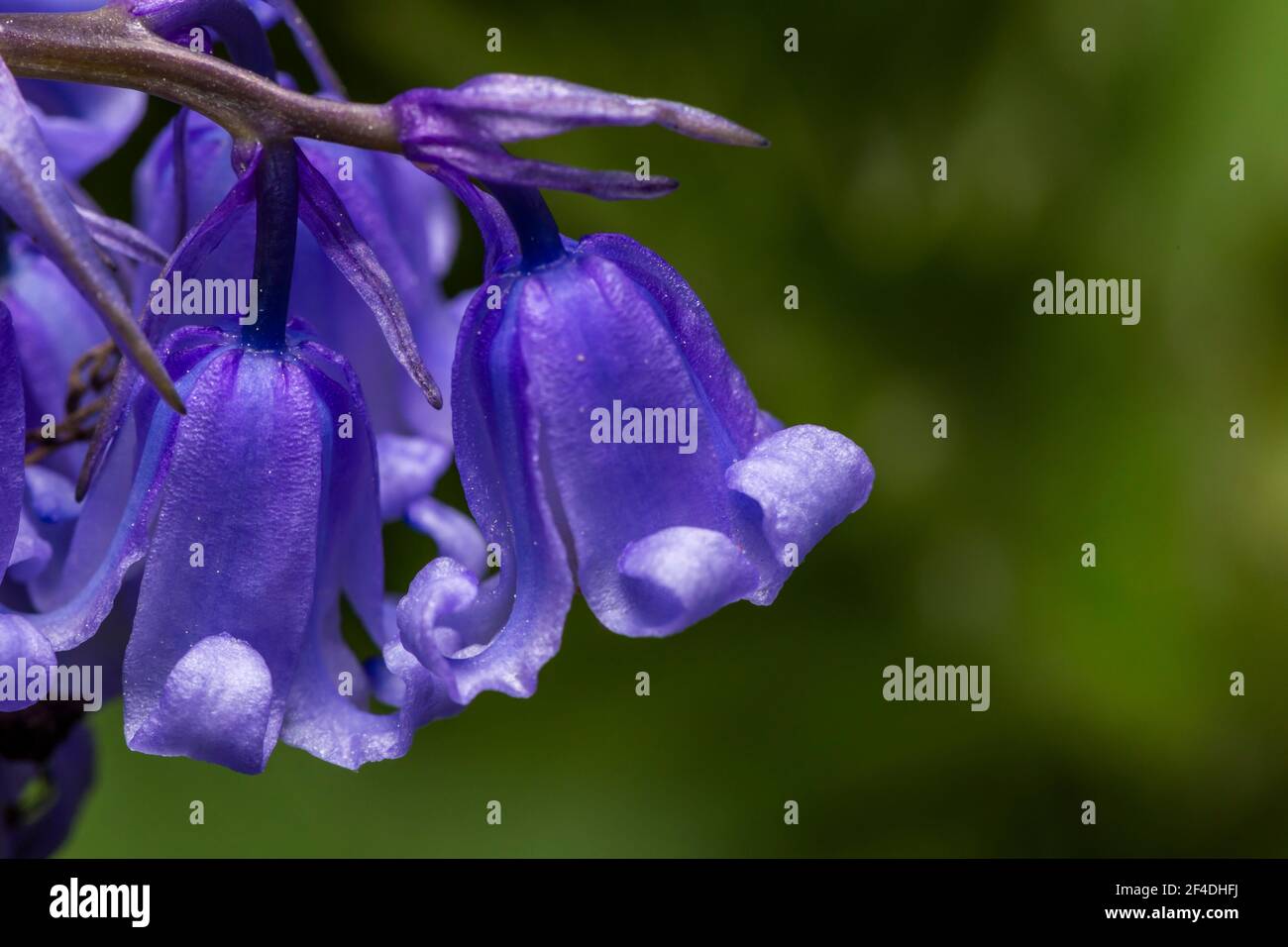 Fleurs de l'iris bleu sur fond vert Banque D'Images