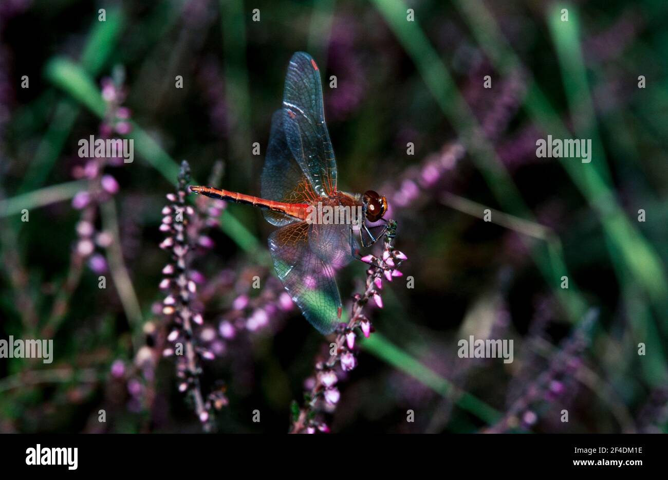 Dragonfly et Damselfly espèces sauvages, lieux sauvages, forêt, nature, Grande-Bretagne vol insectes monde dans la lande dans Hertfordshire Royaume-Uni Banque D'Images