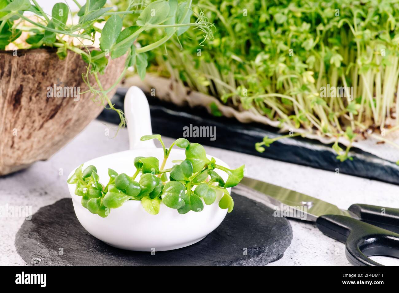 Assortiment de micro-légumes verts.Microverts.salade saine. Manger bien. Concept de saine alimentation de produits frais de jardin cultivés de façon organique comme un symbole de lui Banque D'Images