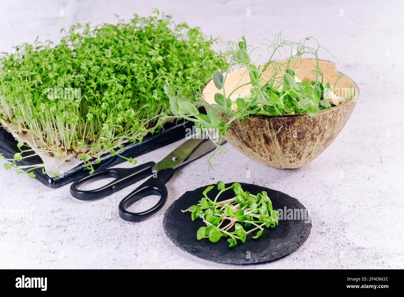 Microgreens sur fond blanc . salade saine. Manger bien. Concept de saine alimentation du jardin frais produit organiquement cultivé comme un symbole de la santé Banque D'Images