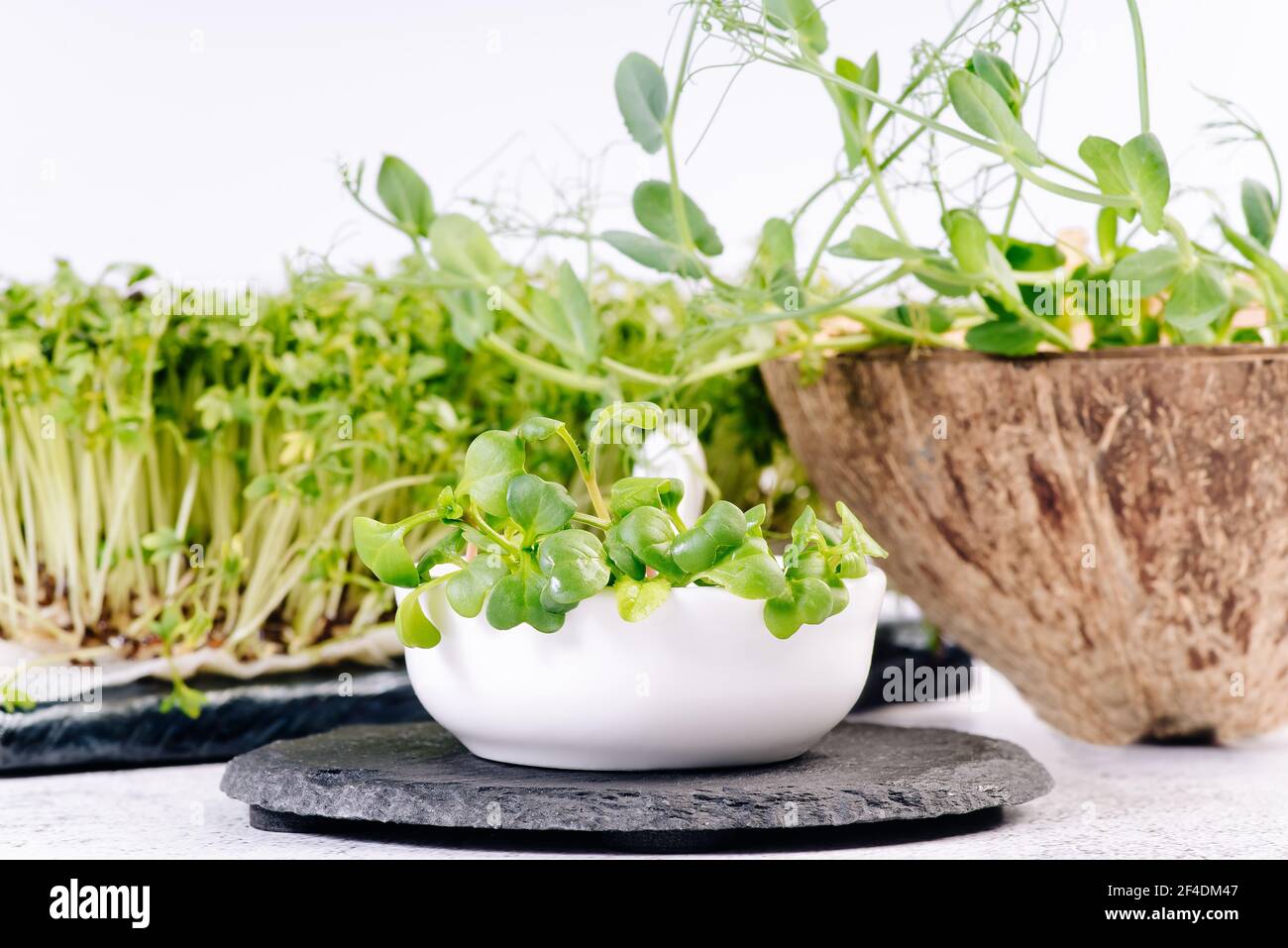 Microgreens.Fresh micro greens sur fond blanc. Salade saine. Manger bien. Concept de saine alimentation de produits frais de jardin cultivés de façon organique Banque D'Images