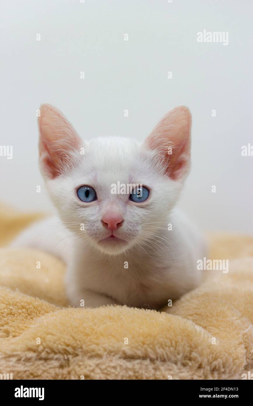 Chatons blancs aux yeux bleus et chatons noirs khao Manee jouer avec leurs frères et sœurs Banque D'Images