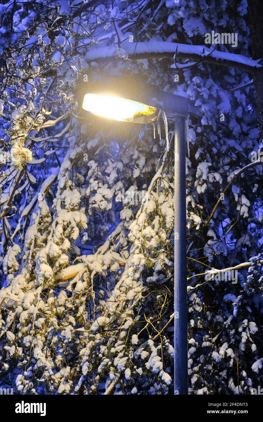 L'éclairage urbain moderne pendant la chute de neige dans une ville européenne. Pin enneigé. Banque D'Images