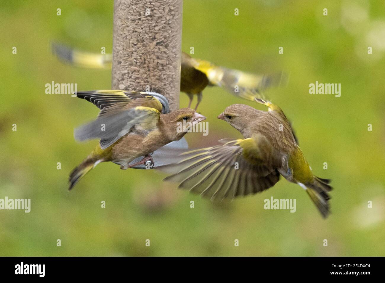 Greenfinch verdfinches (Chloris chloris) s'écrasant sur le mangeoire à oiseaux - Royaume-Uni Banque D'Images