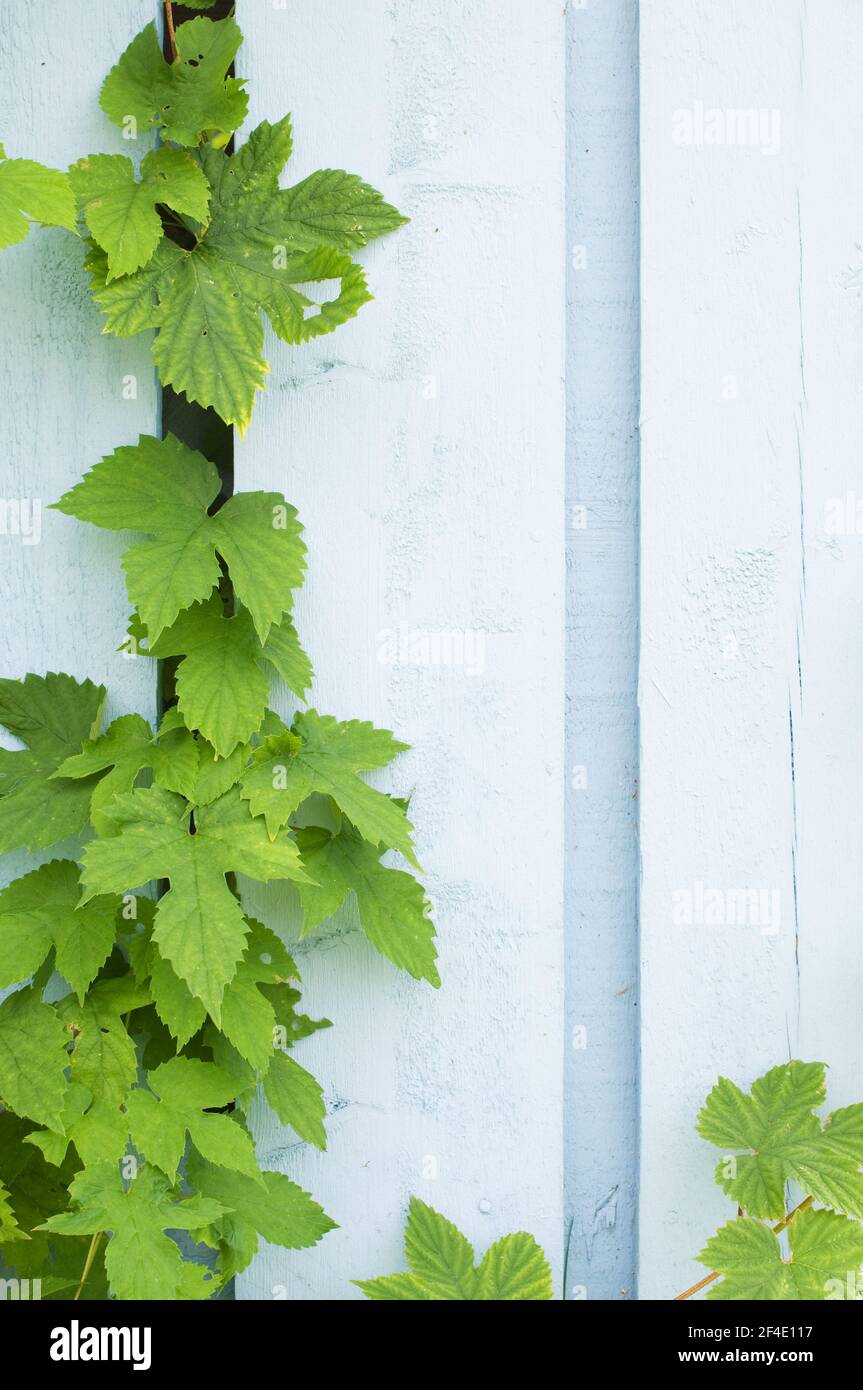 Saut (Humulus lupulus) grimpant sur une clôture en bois Banque D'Images