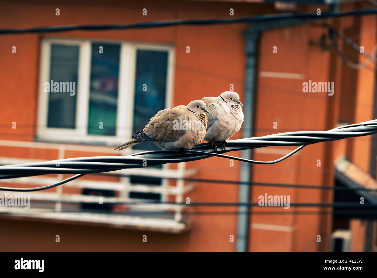 Deux pigeons sur un fil Banque D'Images