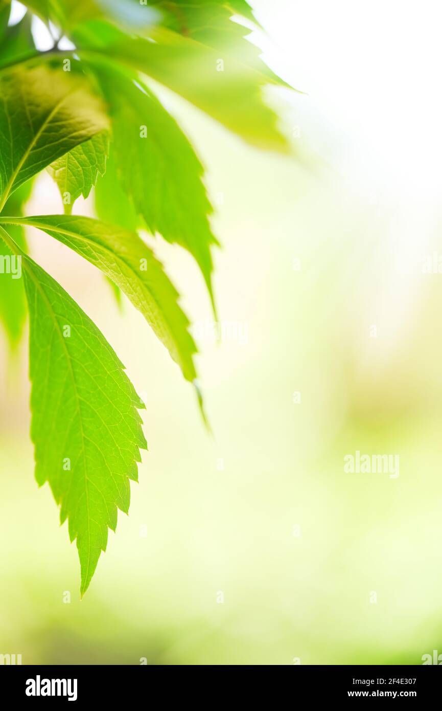 Feuilles vertes du super-réducteur de Virginie (Parthenocissus quinquefolia). Mise au point sélective et faible profondeur de champ. Banque D'Images