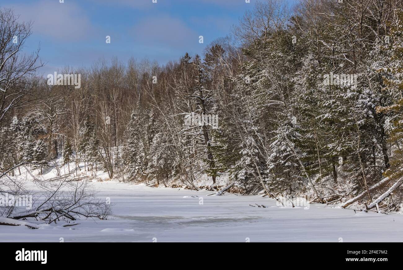 La rivière Chippewa dans le nord du Wisconsin. Remarquez l'aigle à tête blanche perché dans un museau. Banque D'Images