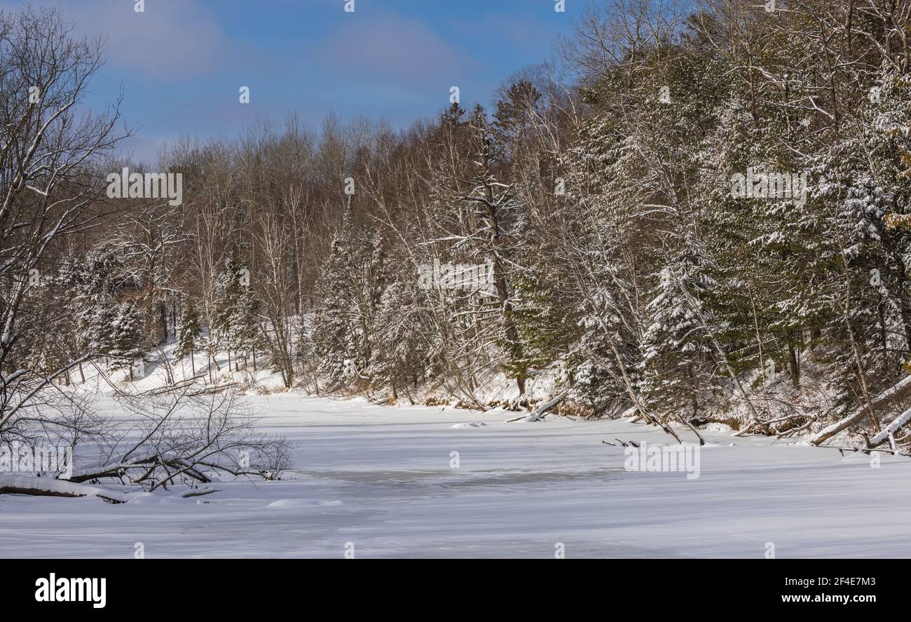 La rivière Chippewa dans le nord du Wisconsin. Remarquez l'aigle à tête blanche perché dans un museau. Banque D'Images