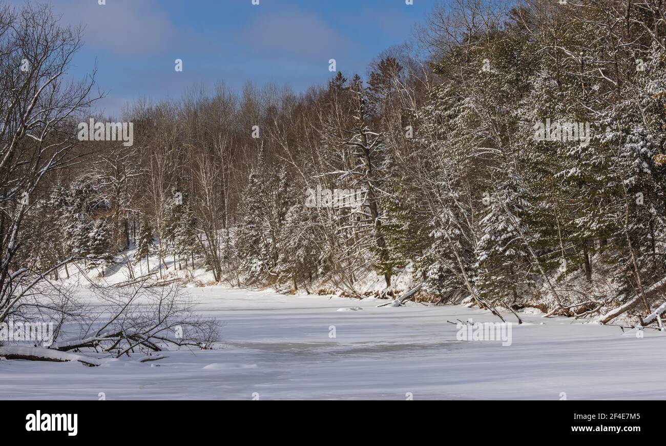 La rivière Chippewa dans le nord du Wisconsin. Remarquez l'aigle à tête blanche perché dans un museau. Banque D'Images