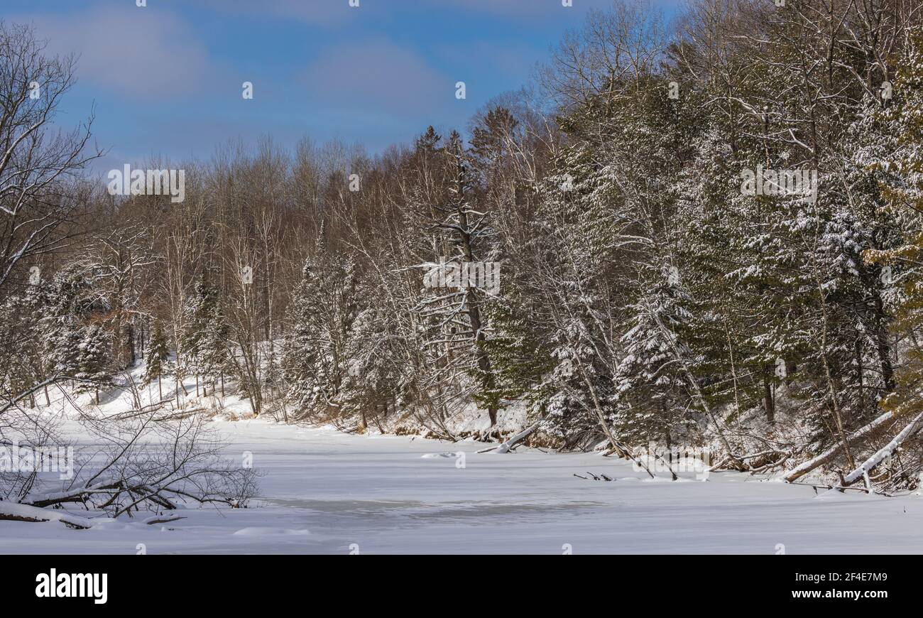 La rivière Chippewa dans le nord du Wisconsin. Remarquez l'aigle à tête blanche perché dans un museau. Banque D'Images