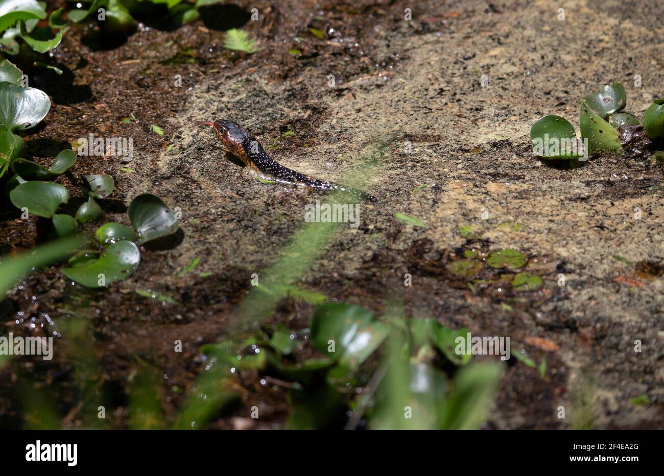 La couleuvre d'eau à large bande (Nerodia fasciata confluens) nageant à travers le marais Banque D'Images