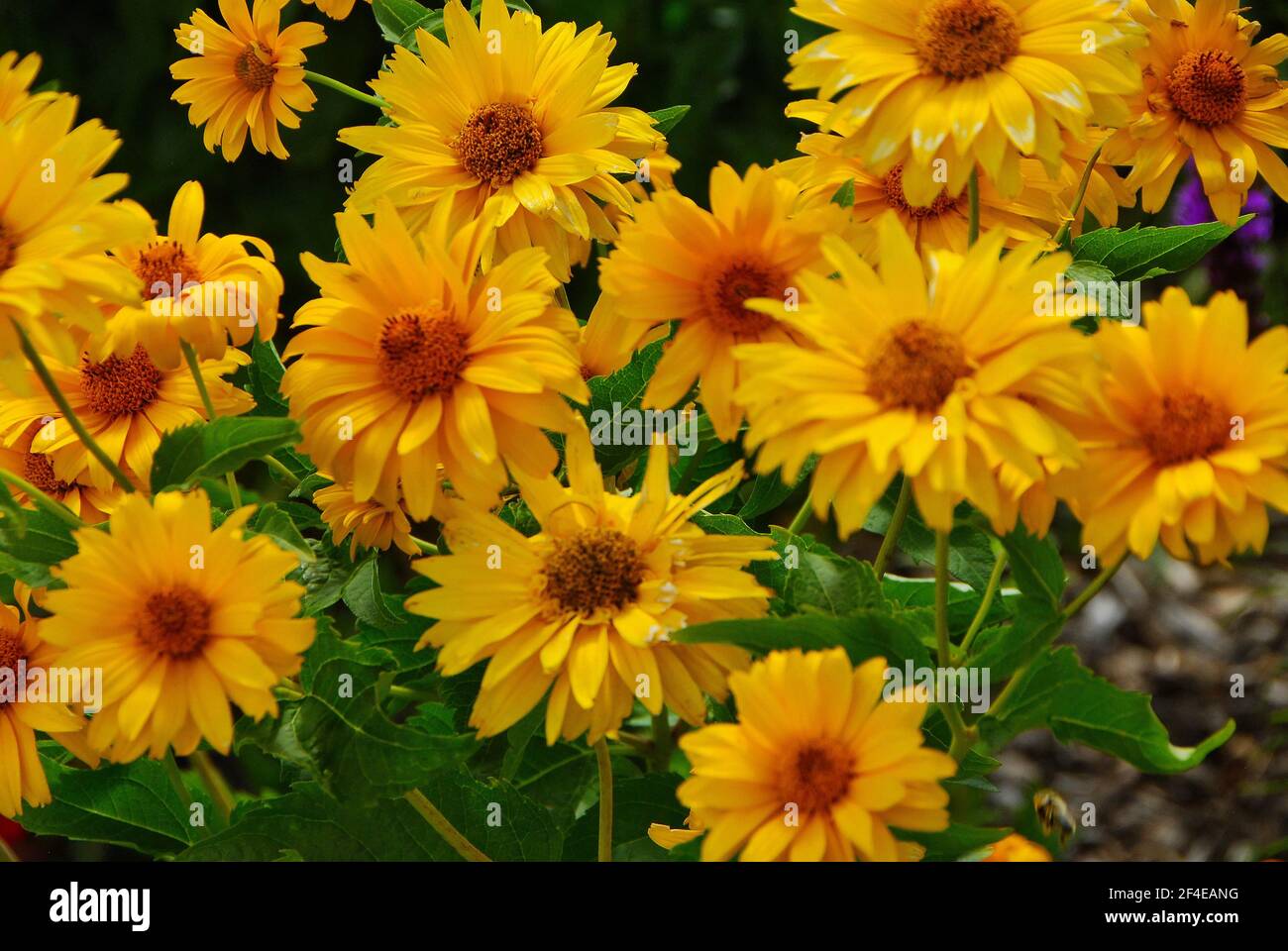 Des fleurs jaune-or vibrantes poussent dans un jardin public. Banque D'Images