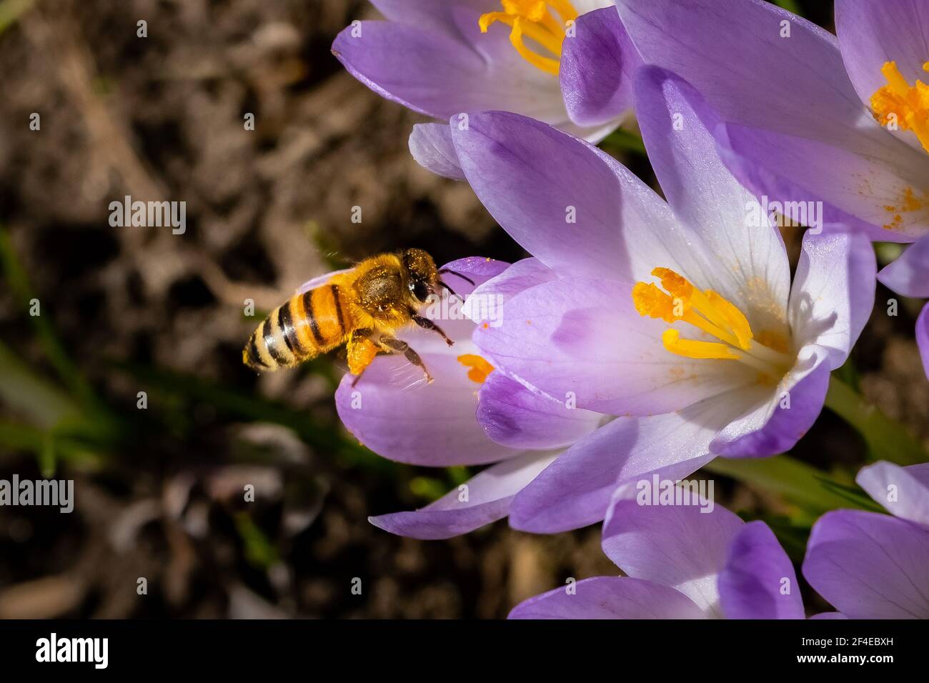 Une abeille occidentale (APIs mellifera) collectant le pollen des fleurs de Crocus du début du printemps. Banque D'Images