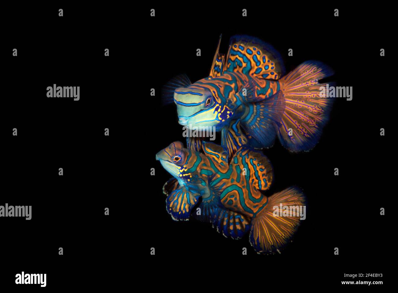 Quelques dragons mandarinis ou mandarines (Synchiropus splédidus) sortent pour s'accoupler au coucher du soleil sur le récif du détroit de Lembeh. Banque D'Images