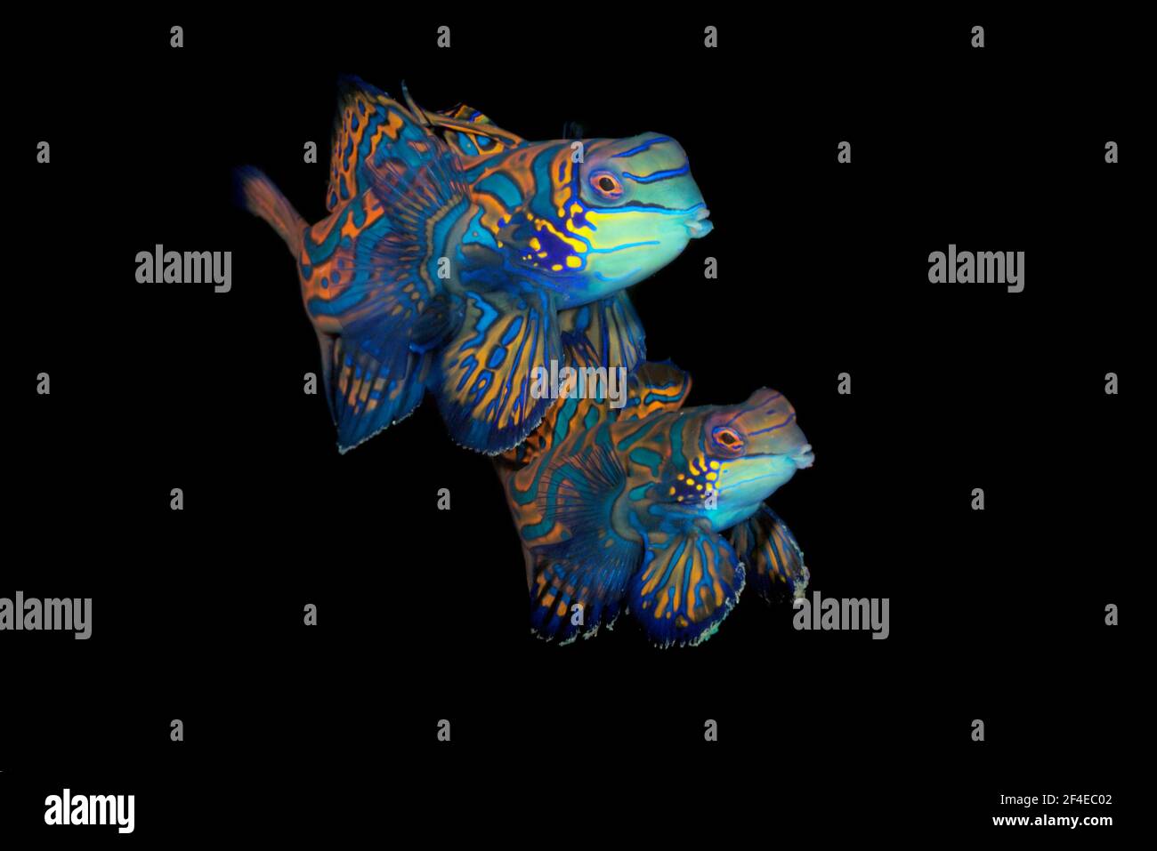 Quelques dragons mandarinis ou mandarines (Synchiropus splédidus) sortent pour s'accoupler au coucher du soleil sur le récif du détroit de Lembeh. Banque D'Images