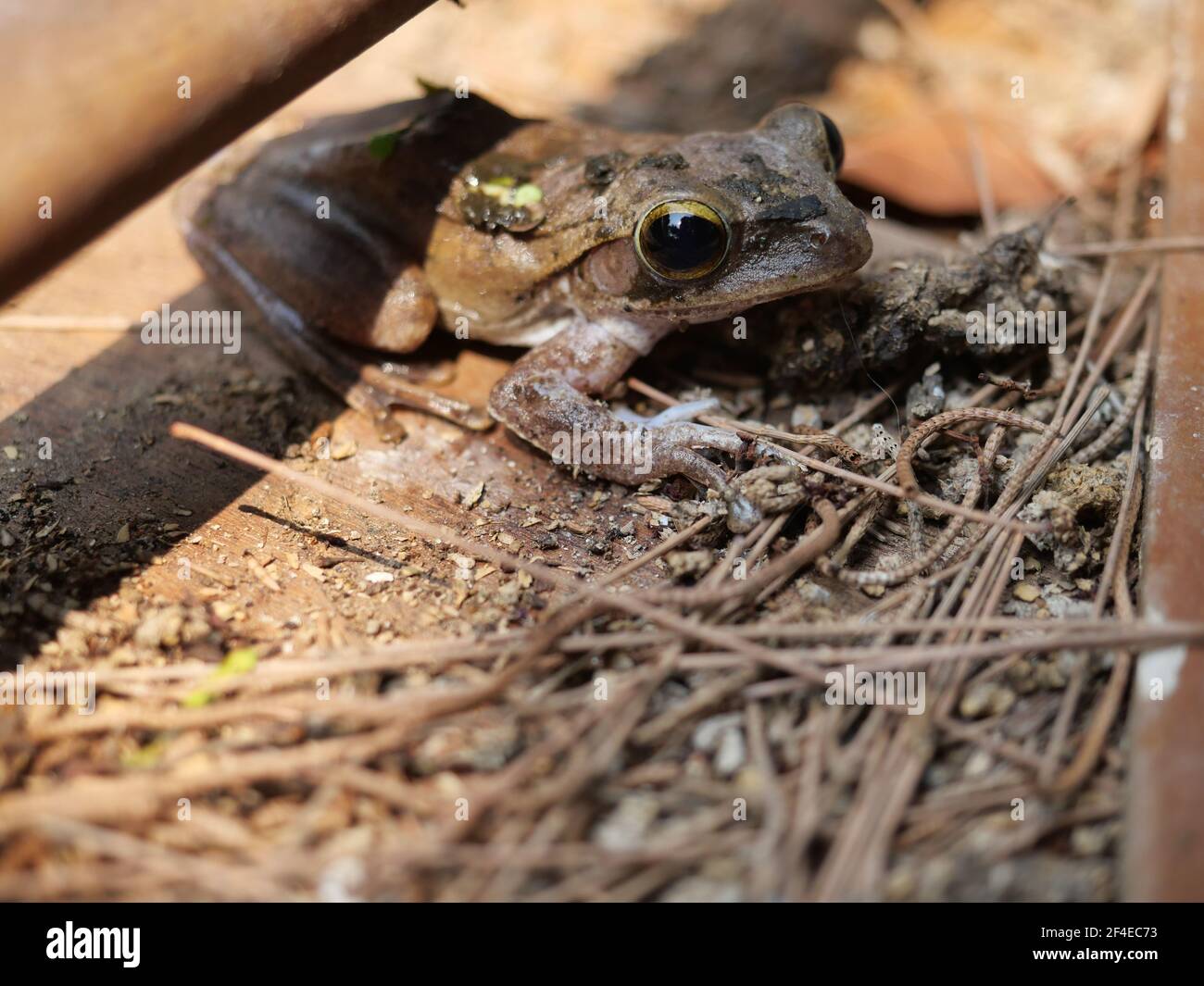 Grenouille d'arbre commune sur le mur, amphibiens en Thaïlande Banque D'Images