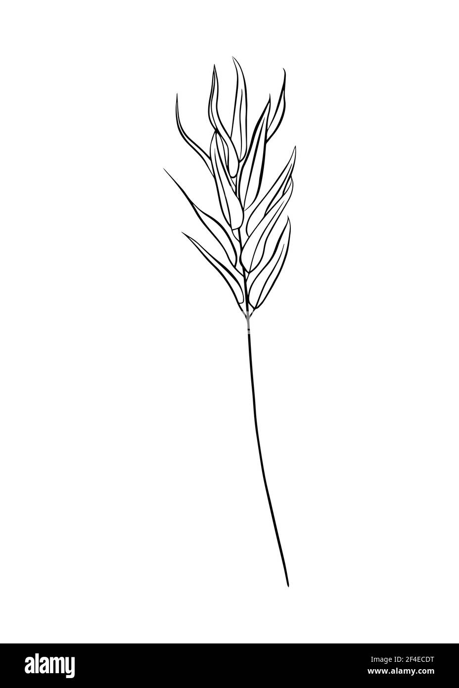 Branche d'eucalyptus isolée sur fond blanc. Tracé de contour à la main. Style Doodle Illustration de Vecteur Branche d'eucalyptus isolée sur fond blanc. Tracé de contour à la main. Style Doodle Illustration de Vecteur