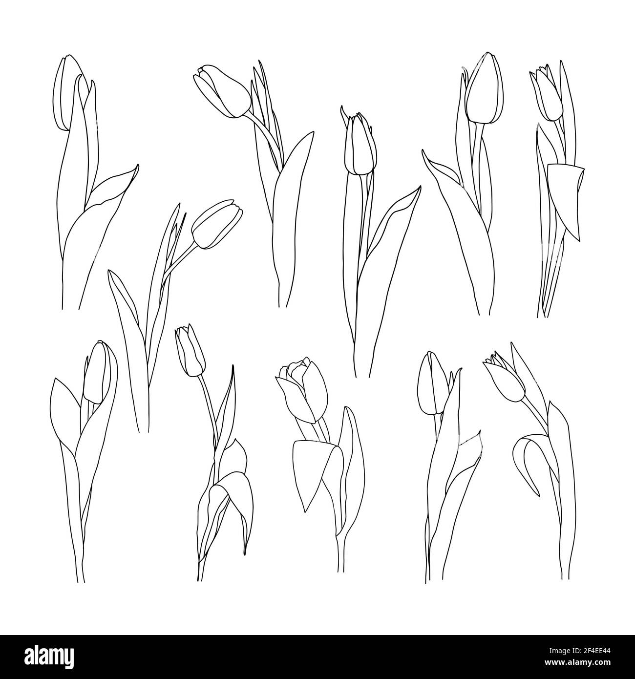 Illustration vectorielle d'une tulipe. Style Doodle. Convient pour la conception, l'impression, la décoration, les textiles, le papier et les colorants. Illustration de Vecteur