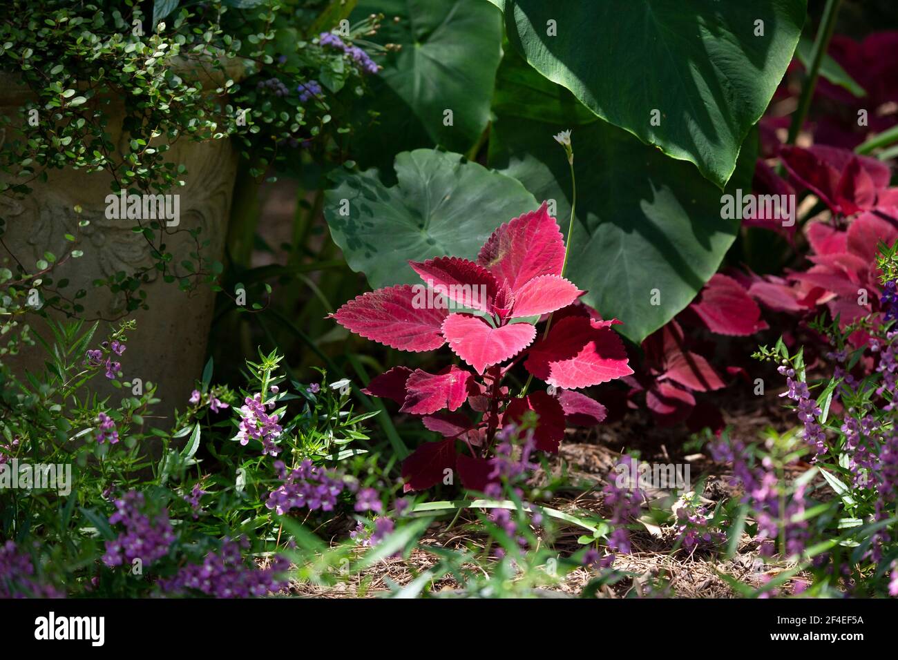 Feuilles d'un coléaire pourpre devant de grandes plantes d'oreille d' éléphant, dans un jardin de petites fleurs pourpres Photo Stock - Alamy