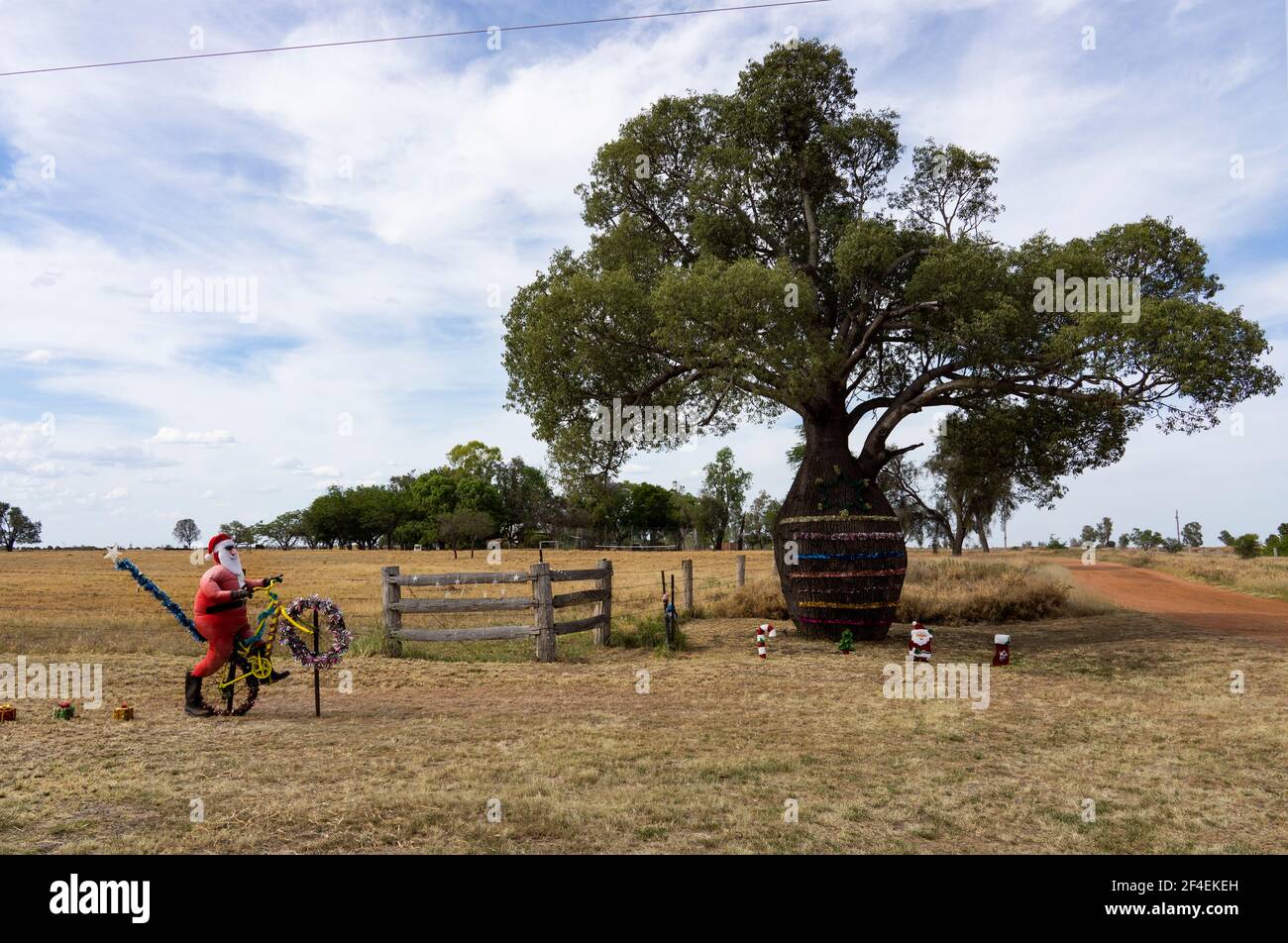 Un grand boab australien ou un arbre à bouteilles décoré par une famille avec des décorations de Noël dans le pays Queensland. Banque D'Images