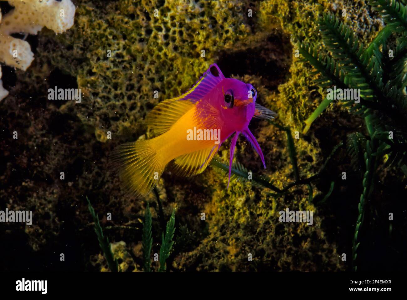 La gramma royale (Gramma loreto), également connue sous le nom de basset de fée, est une espèce de poisson de la famille des Grammatidae Banque D'Images