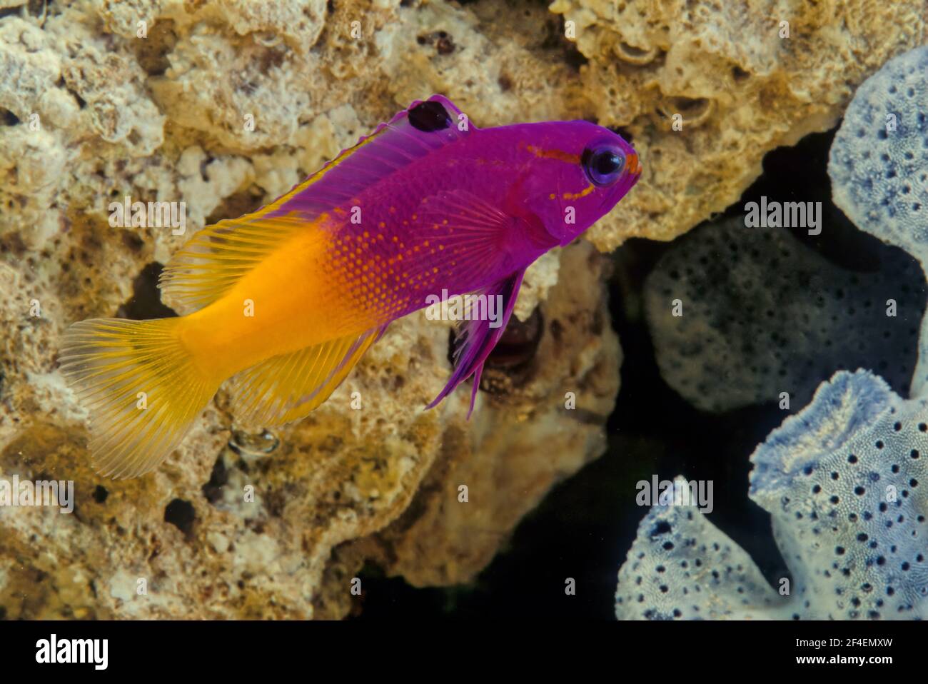 La gramma royale (Gramma loreto), également connue sous le nom de basset de fée, est une espèce de poisson de la famille des Grammatidae Banque D'Images