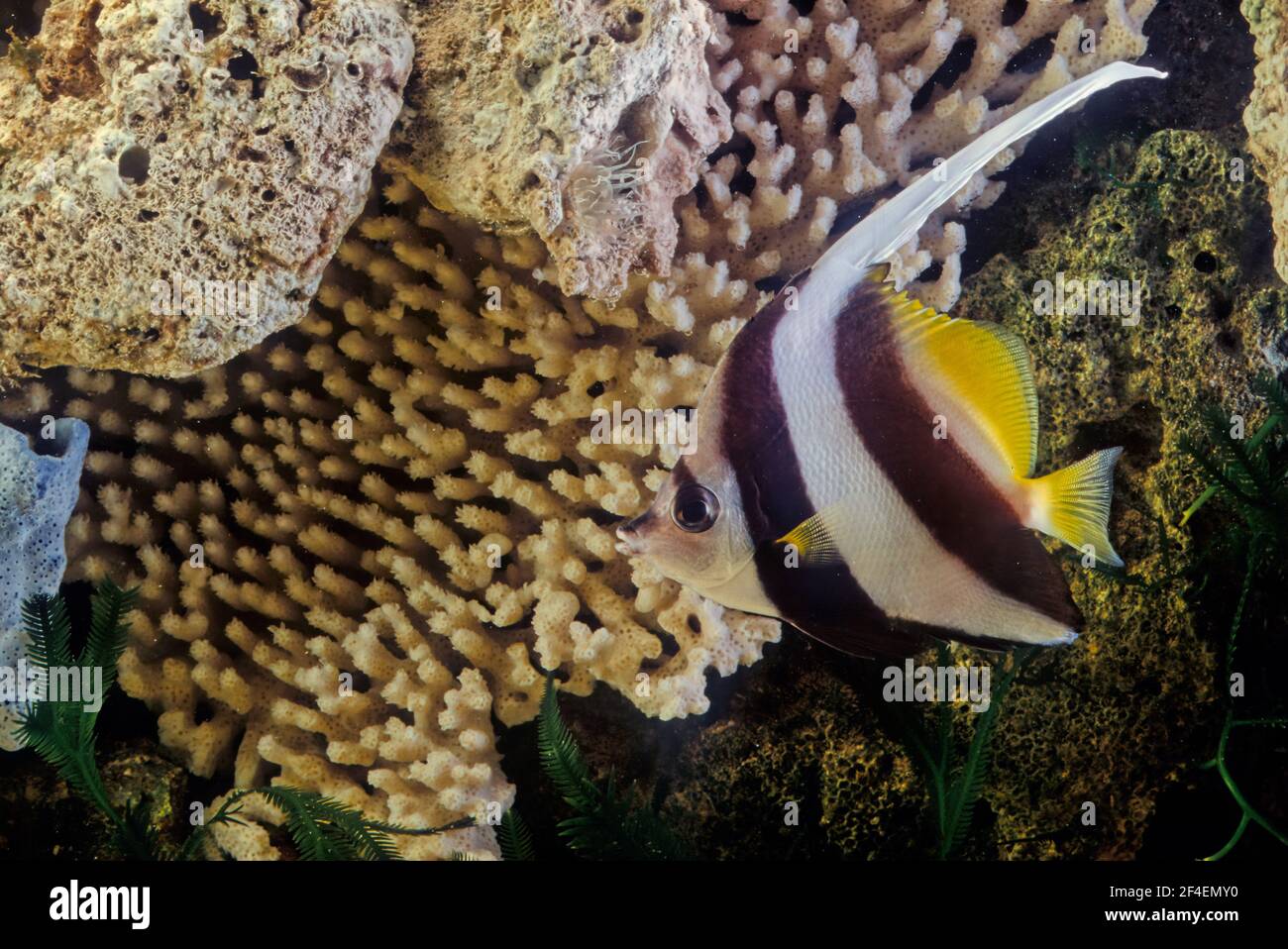 Le coralfish pennant (Heniochus acuminatus), également connu sous le nom de bannerfish à longues nageoires, bannerfish de récif ou coachman Banque D'Images