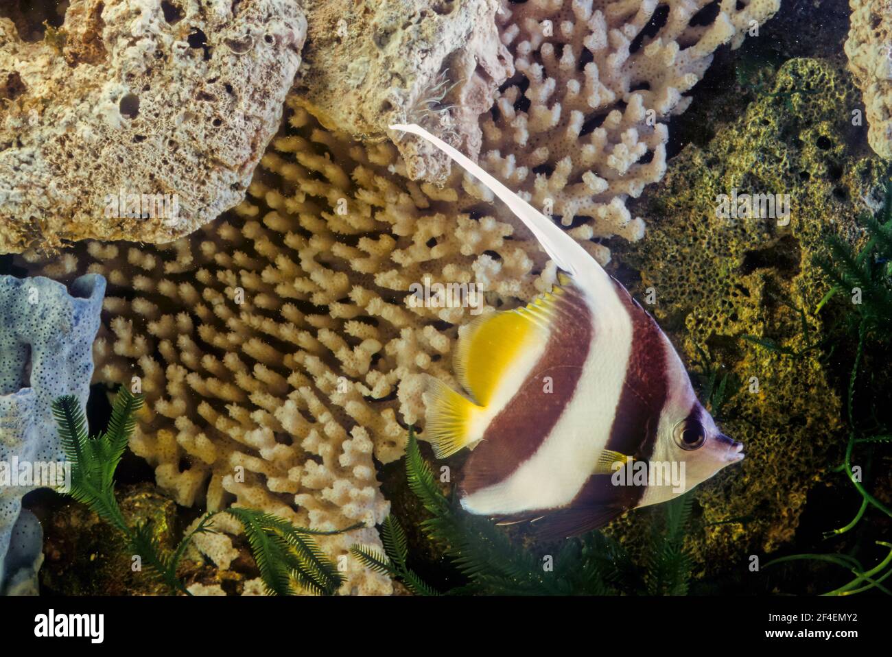 Le coralfish pennant (Heniochus acuminatus), également connu sous le nom de bannerfish à longues nageoires, bannerfish de récif ou coachman Banque D'Images