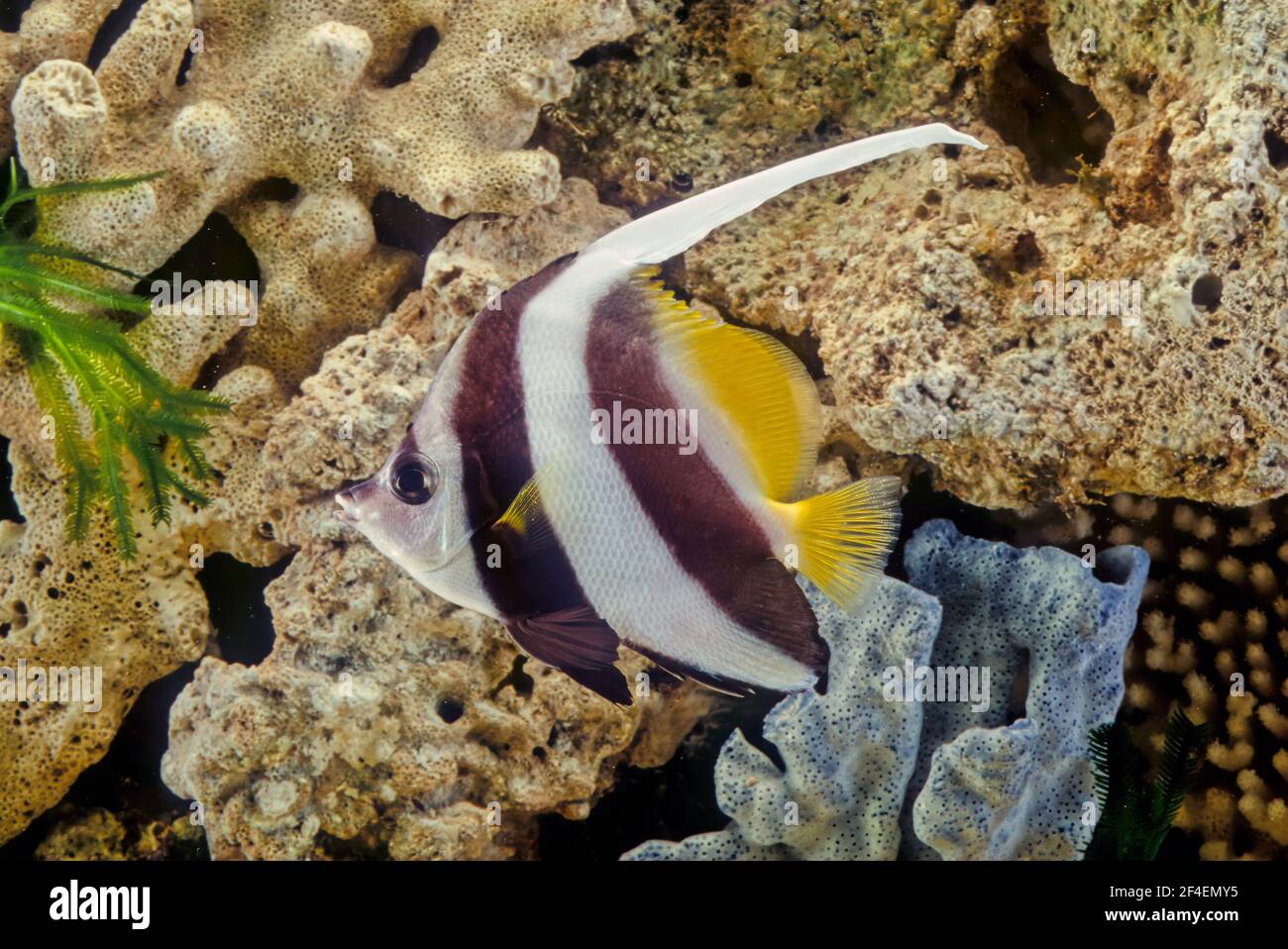 Le coralfish pennant (Heniochus acuminatus), également connu sous le nom de bannerfish à longues nageoires, bannerfish de récif ou coachman Banque D'Images